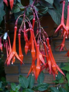 Fuchsia Butterfly Dance 01