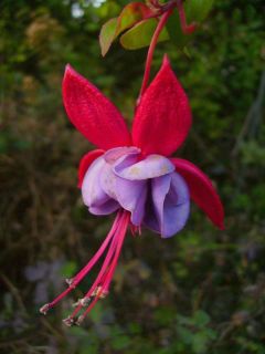 Fuchsienbild Buxheim 01