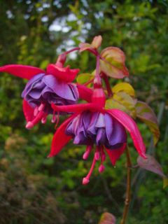 Fuchsienbild Buxheim 02