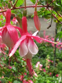 Fuchsia California Saga 03