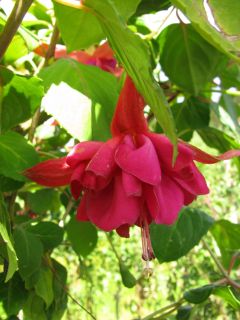 Fuchsia Cancun 01