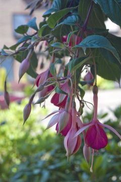 Fuchsia Cannenburch Floriant 01