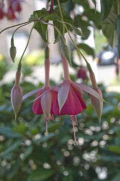 Fuchsia Cannenburch Floriant 02