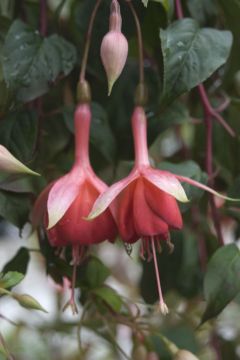 Fuchsia Cannenburch Floriant