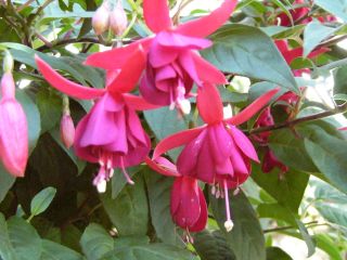 Fuchsia Cardinal 01