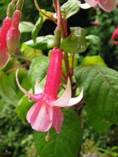 Fuchsia Careless Whisper 04