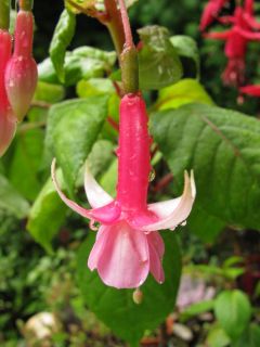 Fuchsia Careless Whisper 05