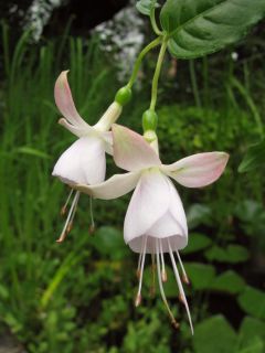 Fuchsia Carla Johnston 04