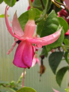 Fuchsia Carlos Freude 03