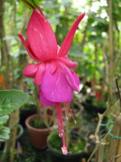 Fuchsia Carmela 01