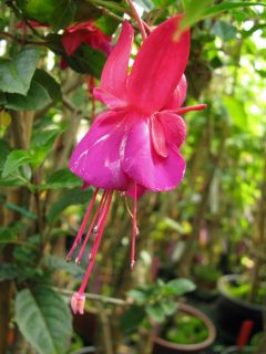 Fuchsia Carmela 02