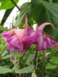 Fuchsia Carolina Barbieux 01