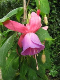 Fuchsia Caroline 01