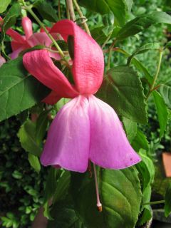 Fuchsia Caroline 03