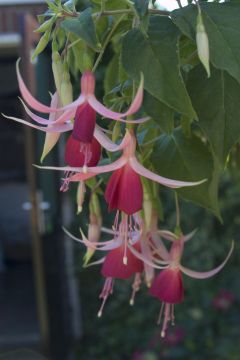 Fuchsia Cascade 01