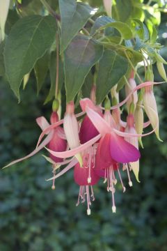 Fuchsia Cascade 02