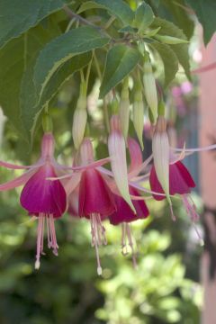 Fuchsia Cascade 03