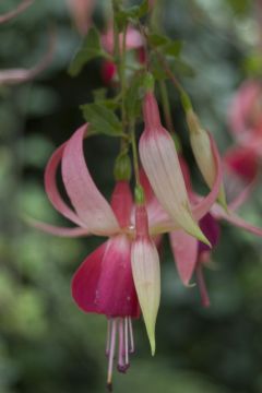 Fuchsia Cascade 04