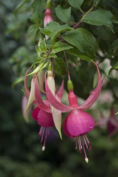 Fuchsia Cascade 05