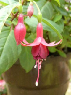 Fuchsia Caspar Hauser 01