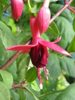 Fuchsia Caspar Hauser 03