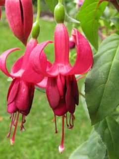 Fuchsia Caspar Hauser 05