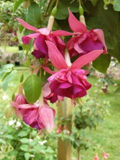 Fuchsia Catherine Claire 01