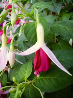 Fuchsia Celia Smedley 01