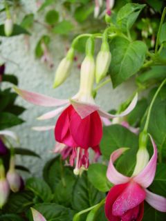 Fuchsia Celia Smedley 02