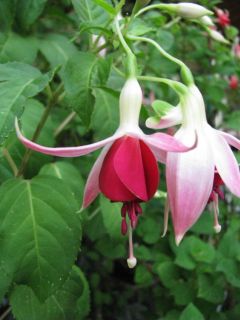 Fuchsia Celia Smedley 04