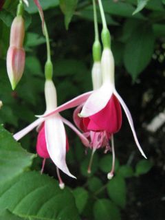 Fuchsia Celia Smedley 05