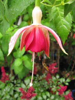 Fuchsia Celia Smedley 06