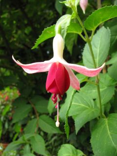 Fuchsia Celia Smedley 07