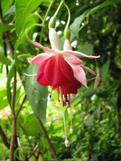 Fuchsia Celia Smedley 08