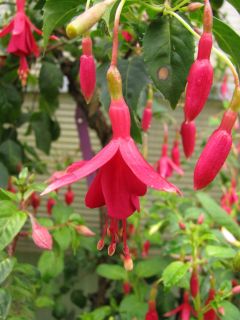 Fuchsia Celona 01