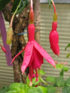 Fuchsia Celona 02