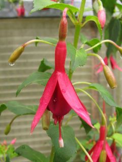 Fuchsia Celona 03