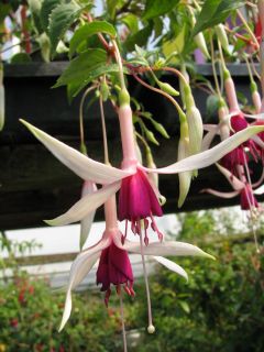 Fuchsia Chandelier 01