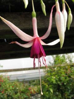 Fuchsia Chandelier 02