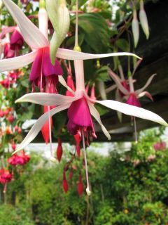 Fuchsia Chandelier 03