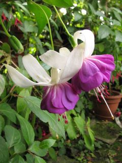 Fuchsia Chantal Lavrijsen 04