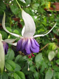 Fuchsia Chantal Lavrijsen 05