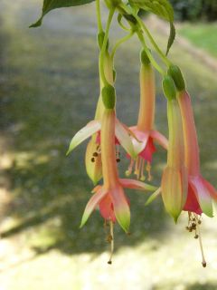 Fuchsia Chaplin 01