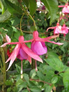 Fuchsia Charis 01