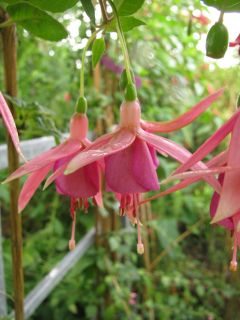 Fuchsia Charis 03