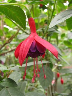 Fuchsia Che Bella 03