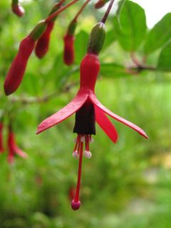 Fuchsia Chenois Godelieve 01