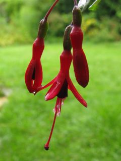 Fuchsia Chenois Godelieve 03