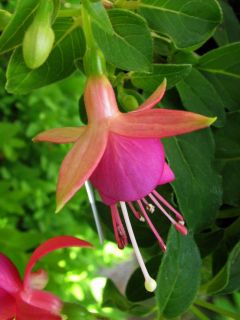 Fuchsia Cherry 04