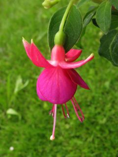 Fuchsia Cherry 05